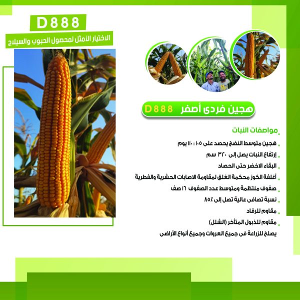 بروشور وجه ديورا copy